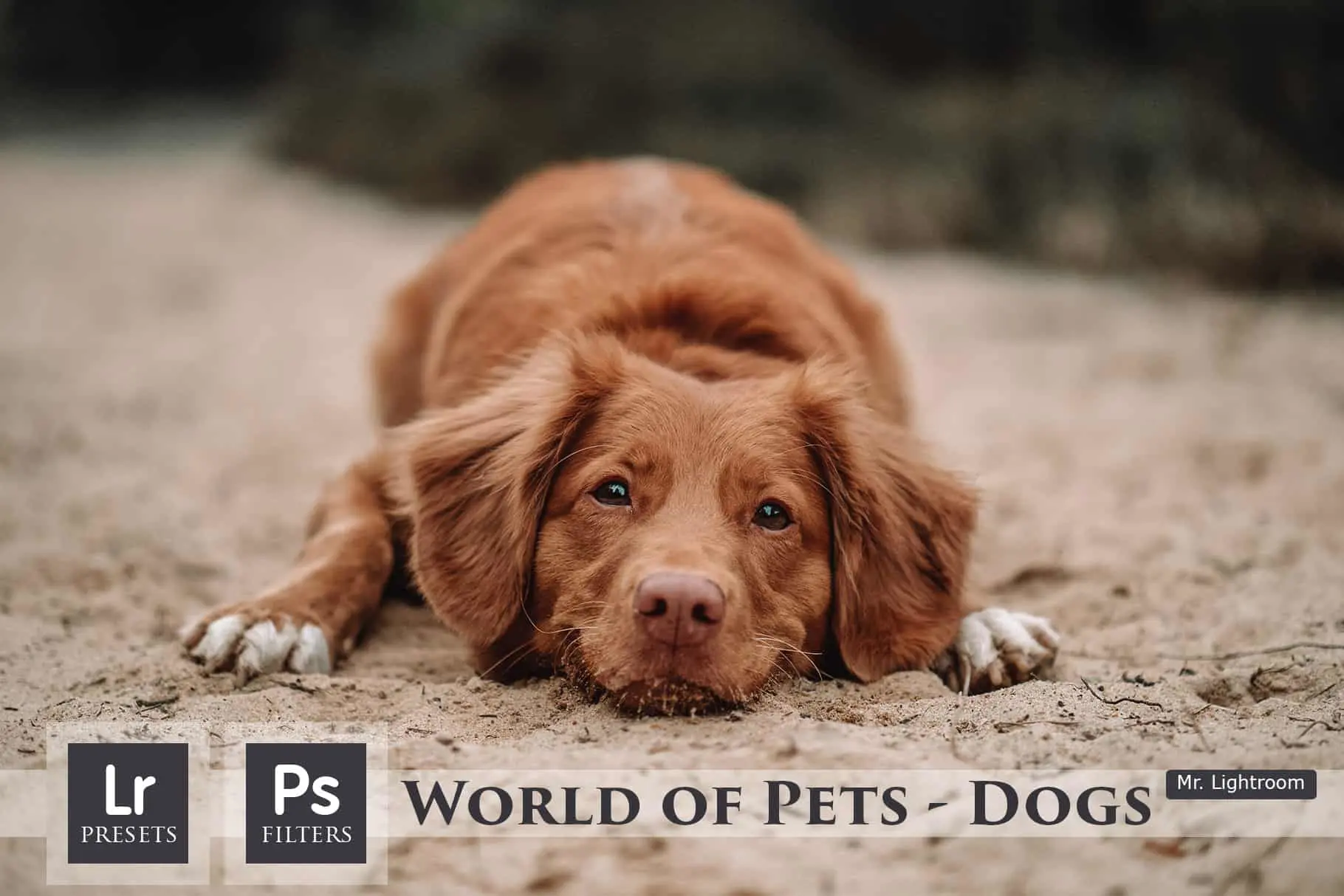 Dogs Lightroom 增强颜色、对比度清晰度预设包